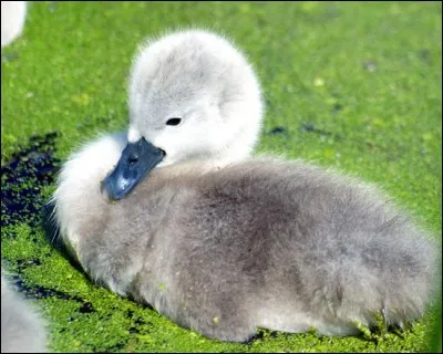 Quel est cet animal ?