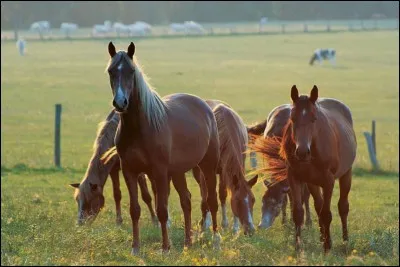 Un poney ou un cheval en pâture broute .... par jour