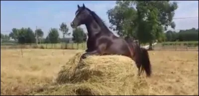 Quel est le nombre idéal de repas par jour ?