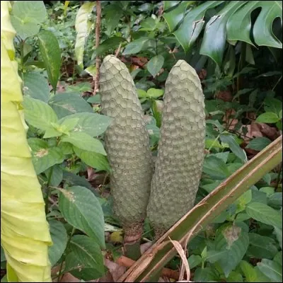 Il est surnommé "fruit délicieux", et mesure 20 à 30 cm de long :