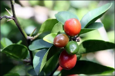 Quel nom porte cette petite baie rouge peu consommée qu'on trouve à la Réunion ?