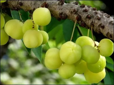 On les appelle aussi groseilles de Tahiti, quel est leur nom ?