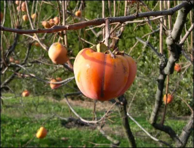 Ce fruit pousse sur le plaqueminier :