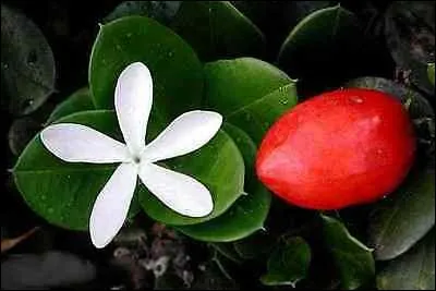 Quel est ce fruit pourpre et allongé d'Afrique du Sud ?