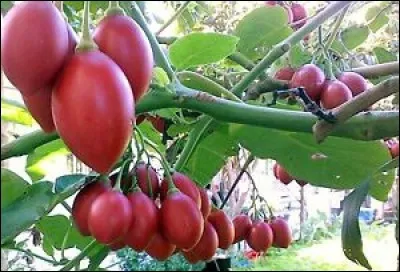 Comment s'appelle le tamarillo ?