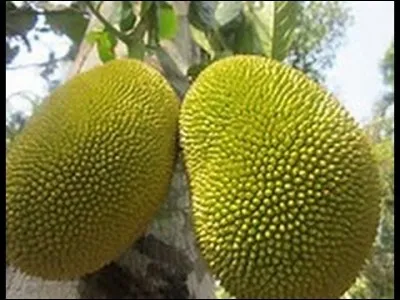 Quel est ce gros fruit mesurant une vingtaine de centimètres dont les graines ont un goût de châtaigne ?