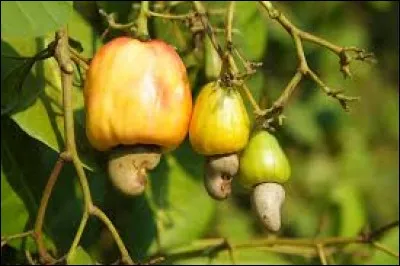 Sur quel arbre pousse ce fruit ?