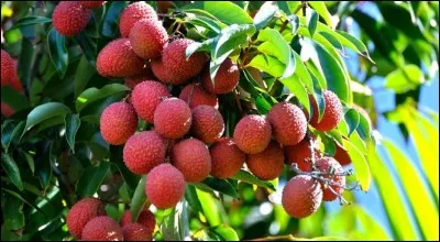 Que sont ces fruits ?