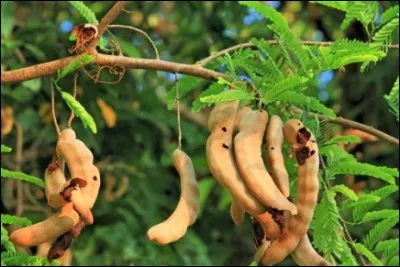 Ce fruit est utilisé comme épice :