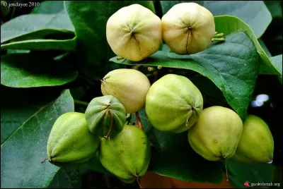 Quel est ce fruit rarement consommé dont l'arbre porte de très belles fleurs orange ?