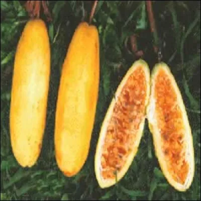 Nommé Tasco de Castilla, il est de la famille des passiflores :