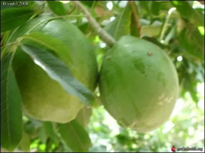 Originaire du Mexique, quel est ce fruit ?