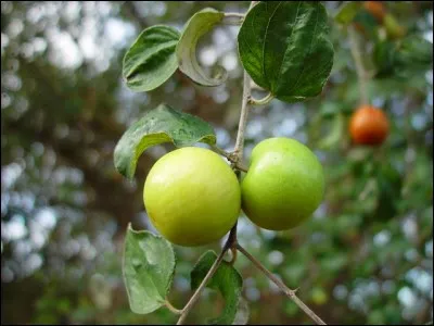 Quel est ce fruit qui, quand il est trop mûr, dégage une odeur désagréable ?