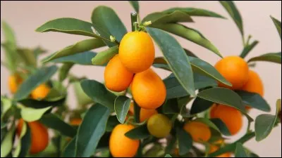 Quel est cet agrume acidulé ?