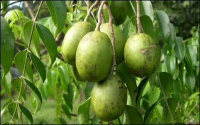 Quel est ce fruit ovale d'environ 7 cm de longueur, à la peau verte devenant jaune-orangé à pleine maturité ?