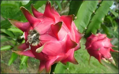Quel est ce fruit recouvert d'écailles, de couleur rose vif ?