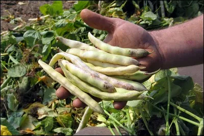 Où le haricot coco, qui bénéficie d'une AOC depuis 1998, est-il produit ?