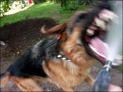 Qui essaye de défendre les deux autres gardiens ?