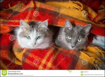 Qui s'oppose lors du premier duel avec les Dragonnets ?