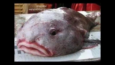 Qui est le plus étrangement formé ?