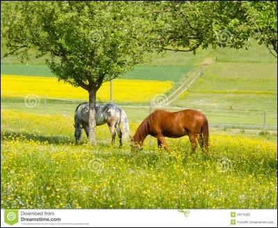 Pour être bien, un cheval a besoin d'un pré d'une superficie minimum de...