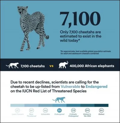 Existe-t-il des guépards d'une autre sorte ?