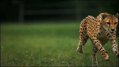 Un guépard va à 50 km/h.