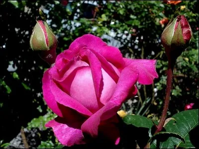 Dans quel roman de Stendhal trouve-t-on l'abbé Blanès ?