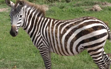 Quiz Savane
