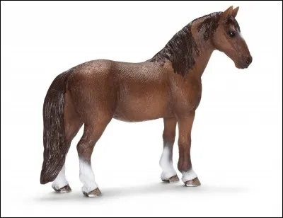 Quelle est cette race d'équidés ?