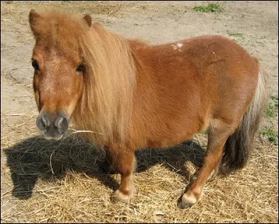 Quelle est cette race ?