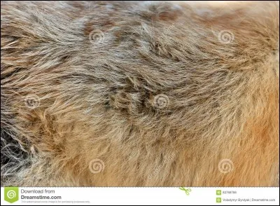 A quel animal appartient cette peau ?