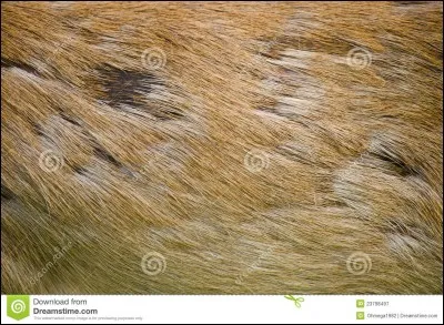 A quel animal appartient cette peau ?