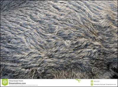 A quel animal appartient cette peau ?