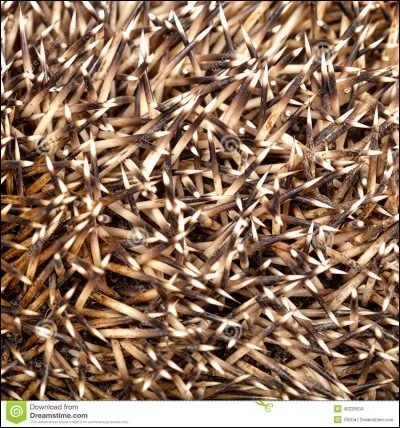 A quel animal appartient cette peau ?