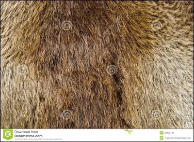 A quel animal appartient cette peau ?