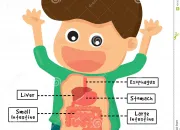 Quiz La digestion