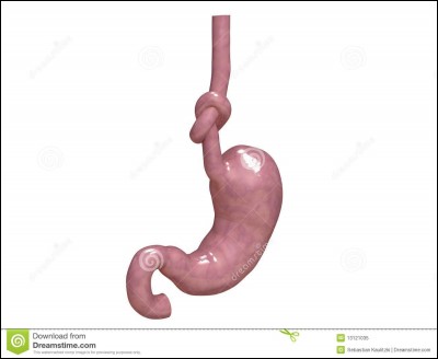 Le brassage des aliments dans l'estomac fait partie de l'action mécanique.