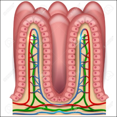 Où vont les nutriments qui proviennent de la digestion ?
