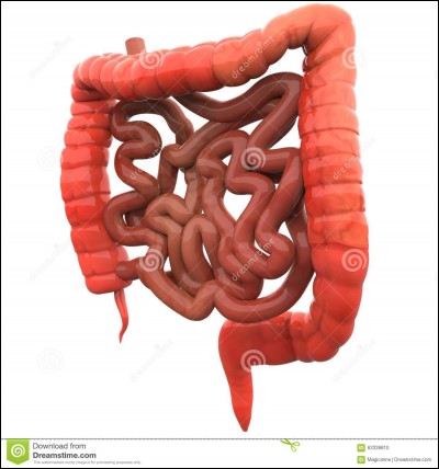 Dans quel organe se fait le passage des nutriments dans le sang ?