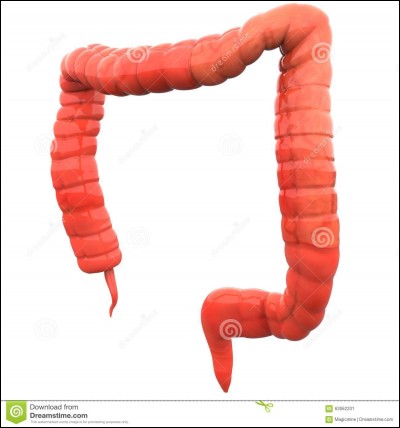 A quoi le gros intestin sert-il ?