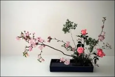 Fruit de l'anacardier :