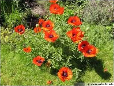 Quelle est cette plante de la famille des Papaveraceae ?