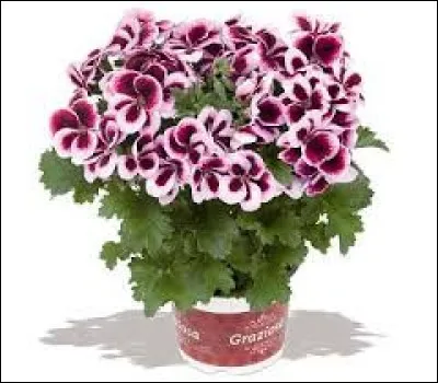 Quelle est cette jolie plante souvent cultivée pour sa beauté ?