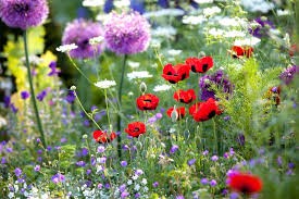 Quiz Plantes