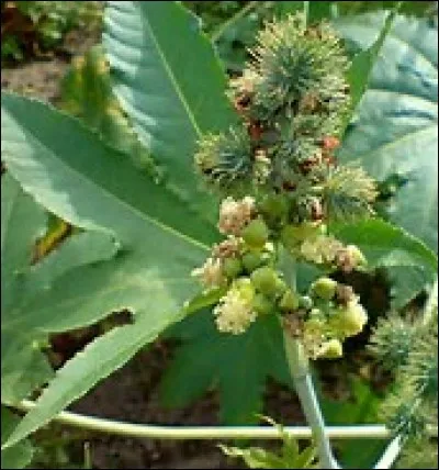 Qu'est-ce que c'est ?