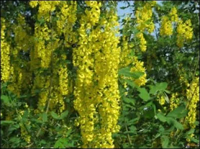 Quelles sont ces plantes toutes jaunes ?