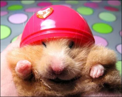 Un hamster a ... dents