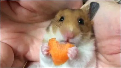 Un hamster mange...