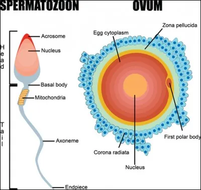 Les ovules et les spermatozoïdes sont des ... .